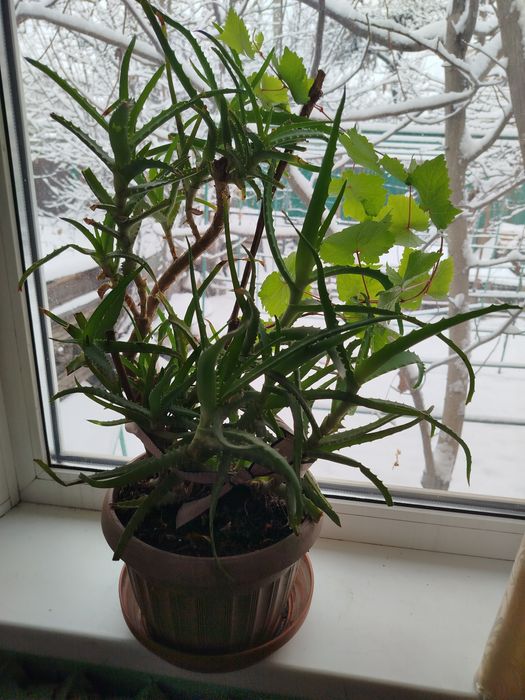 Алое вера (многолетник)