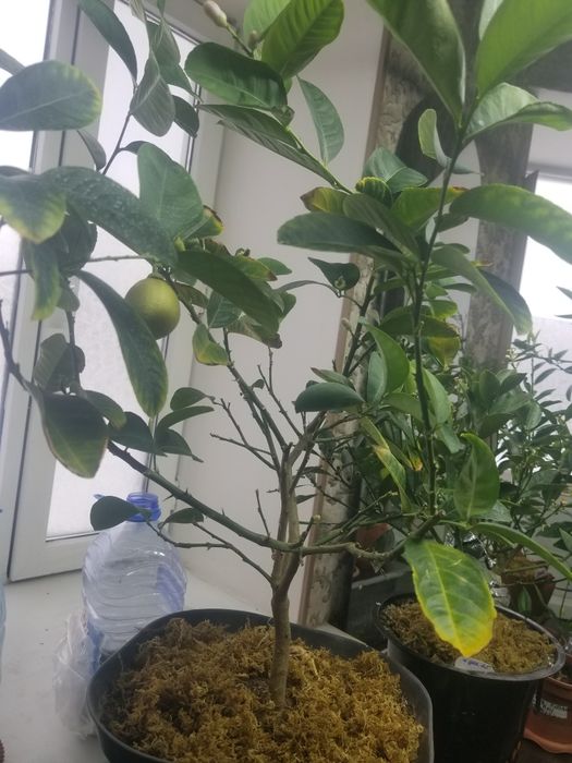 продам комнатный лимон Гуандун ароматный,с плодами