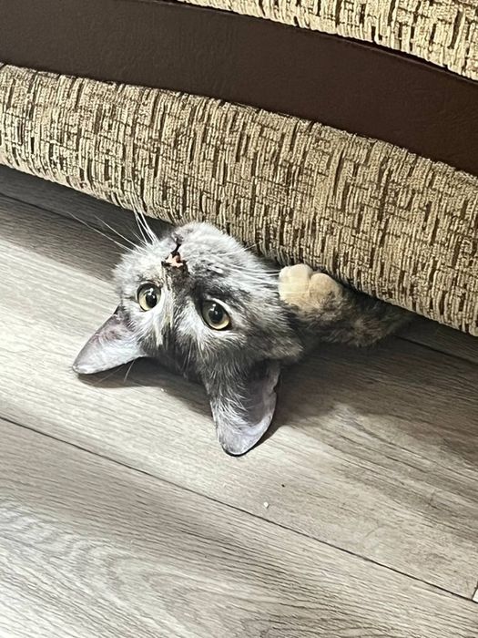 Отдам кошку в хорошие руки