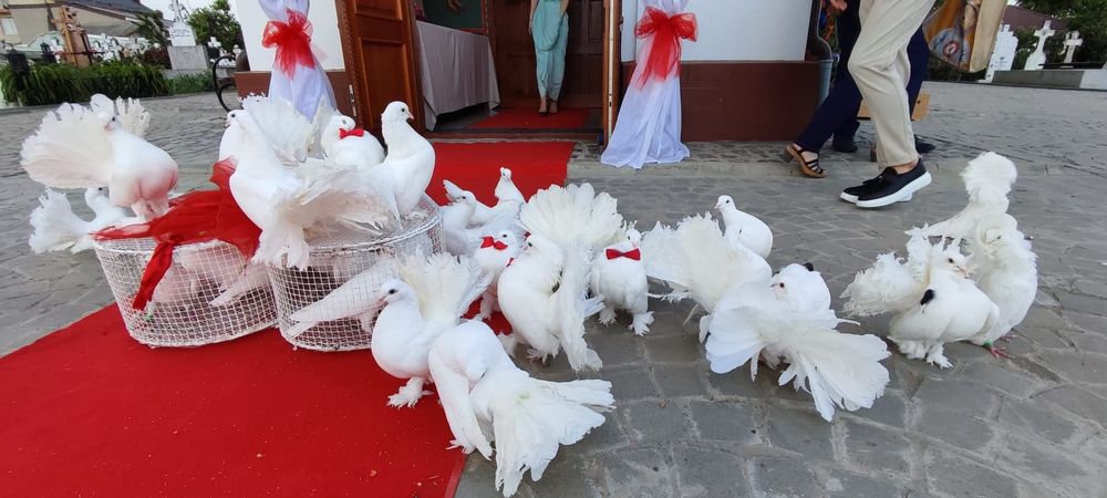 Închiriere porumbei albi pentru nunti, botezuri și alte evenimente,