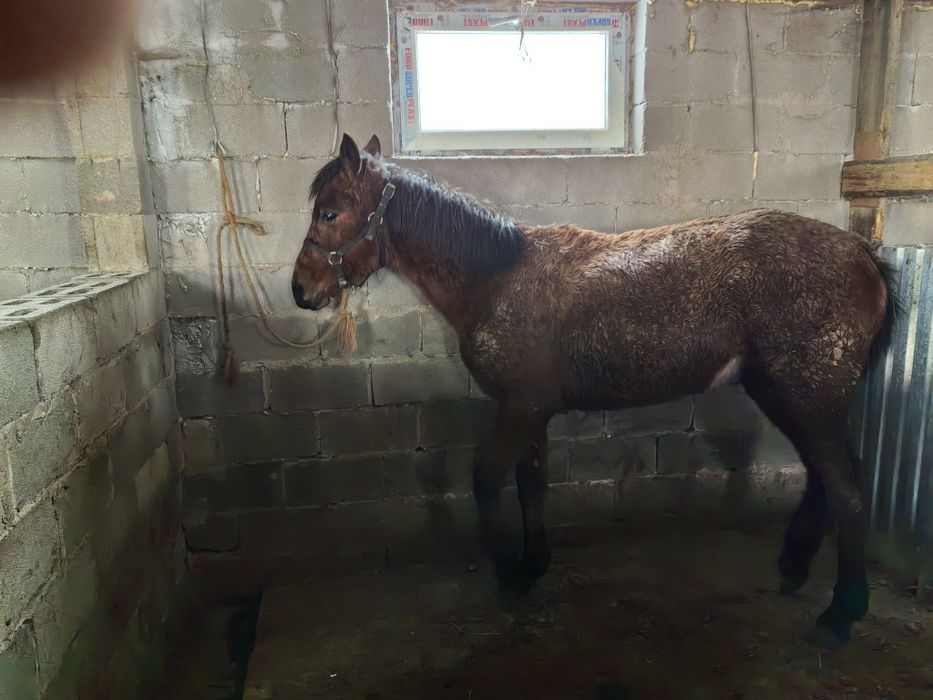 Кабыла, Байтал таза қан