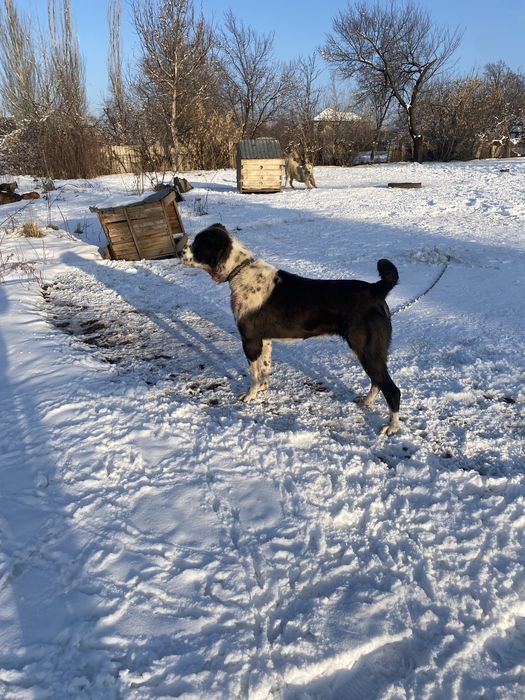 Алабй ит тумаған