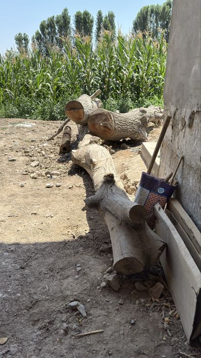 Срочноо продам !!! Тайёр кесилган ёнгоқ дарахти