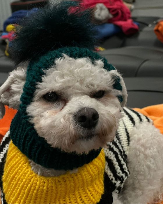 Вязание для собак