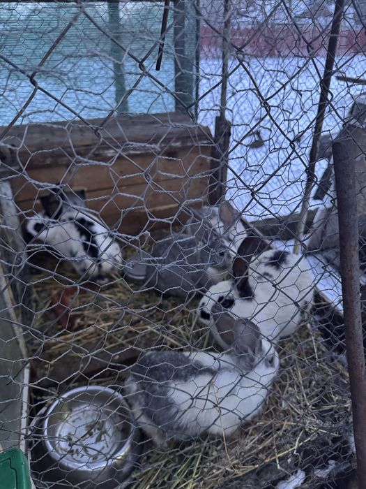 Pereche iepuri pentru reproductie sau sacrificat