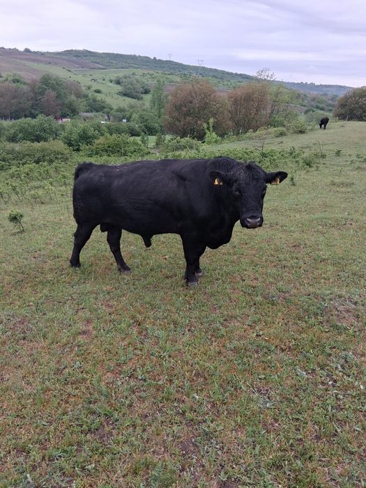 Vand /Schimb Taur De Monta Angus