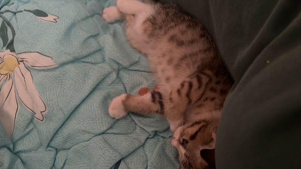 Котенок мальчик 1.5 месяц