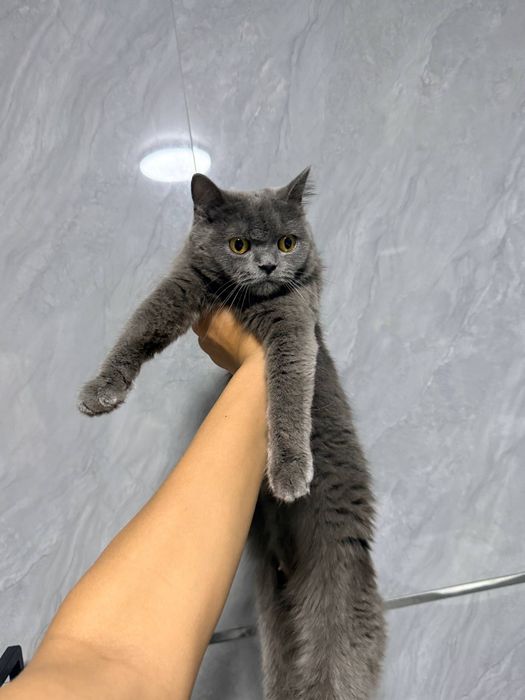 Ona va bola mushukcha.