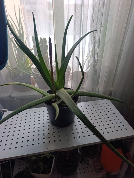 Продам  алое вера и опунцию