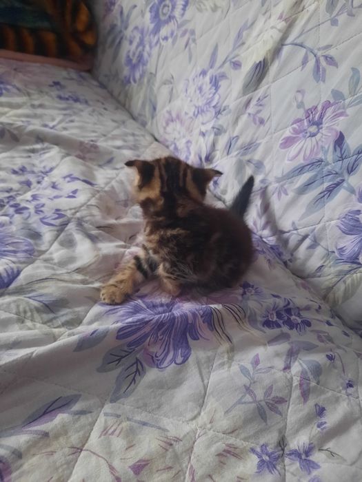 Продаются котята британцы