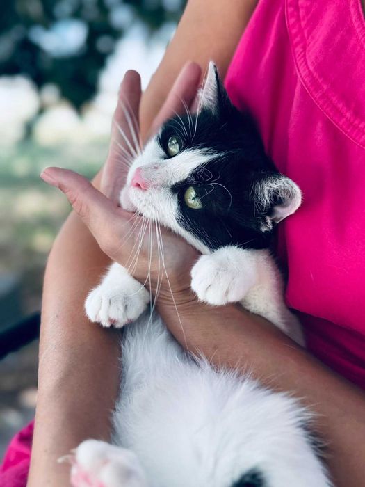 Коте Kари търси своя дом