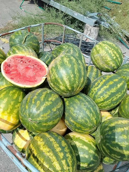 Продам Арбузы настоящие