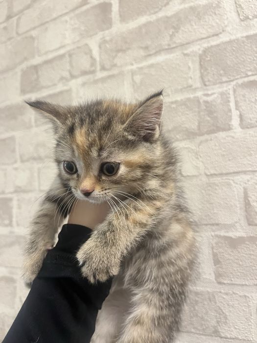 Две маленькие кошечки ищут дом