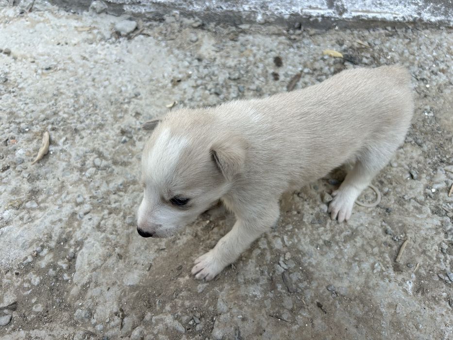 Таза лайканын кушиктери сатылады