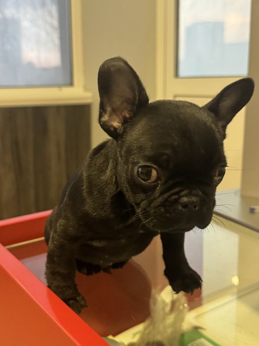 Френски-булдог мъжко