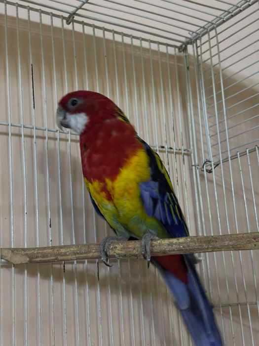 Пёстрая розела Самец