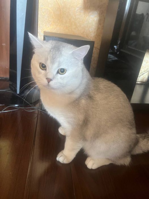 Продается британец, серебристая шиншилла 1 годик