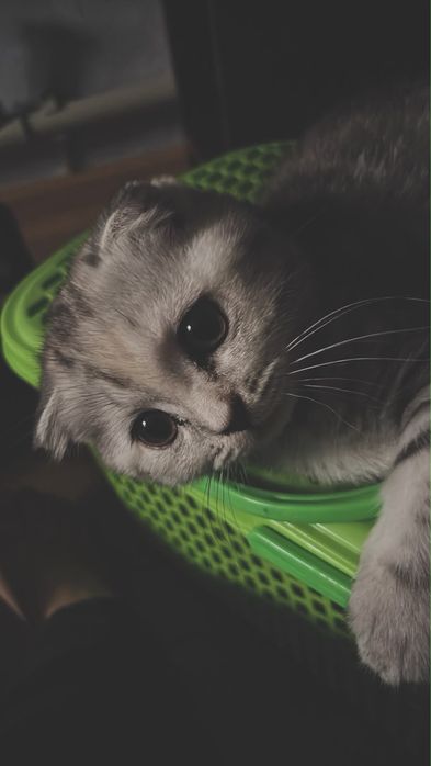Шотландская вислоухая кошка