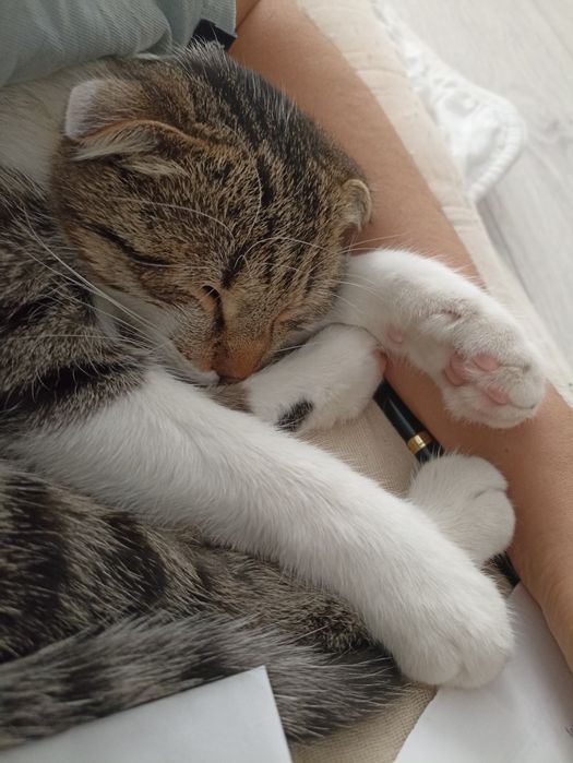 Мальчик Котёнок ищет дом