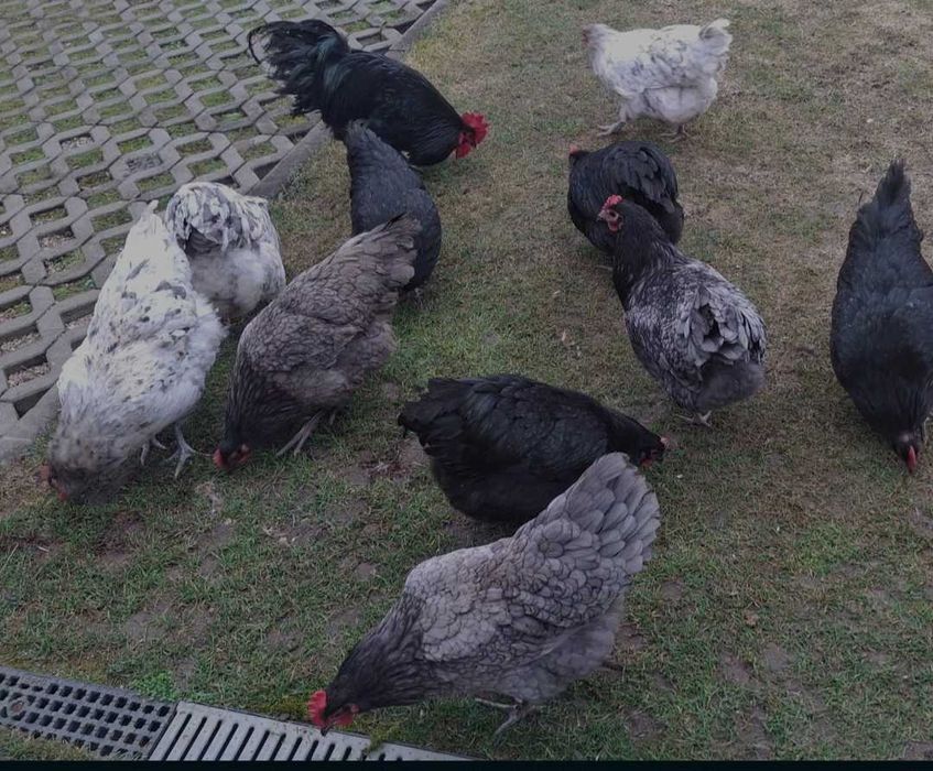 Ouă de incubat  australorp și italian argintiu