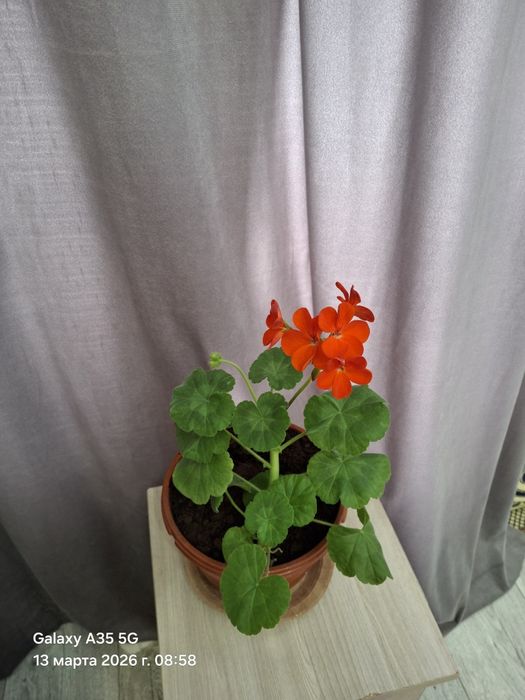 Продам комнатные цветы