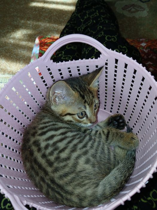 Мысықтар кошка кошка