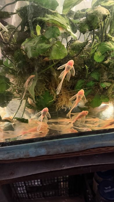Acistrus long fin albino voalat