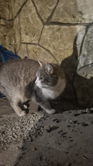 Отдам кошку бесплатно