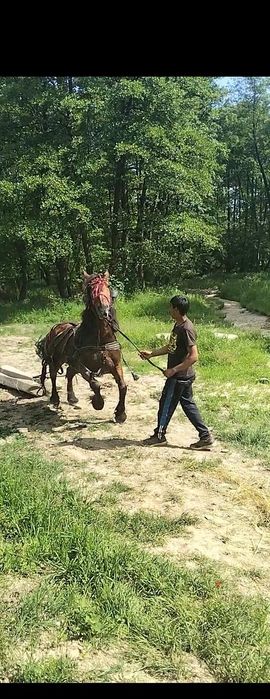 Iapa de vanzare foarte bună