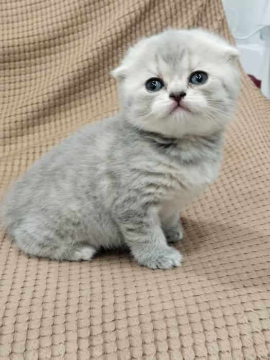Скоттиш фолд (девочка)