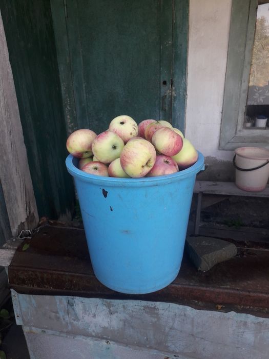 Продам дачные яблоки