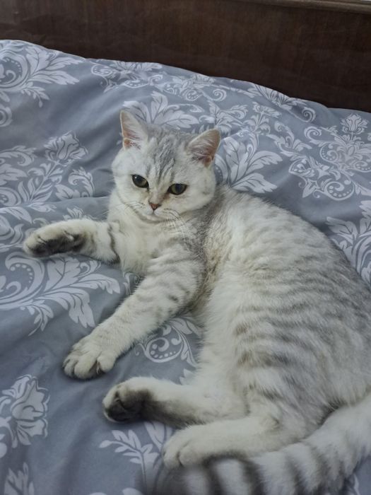 Продам шикарных британских котят