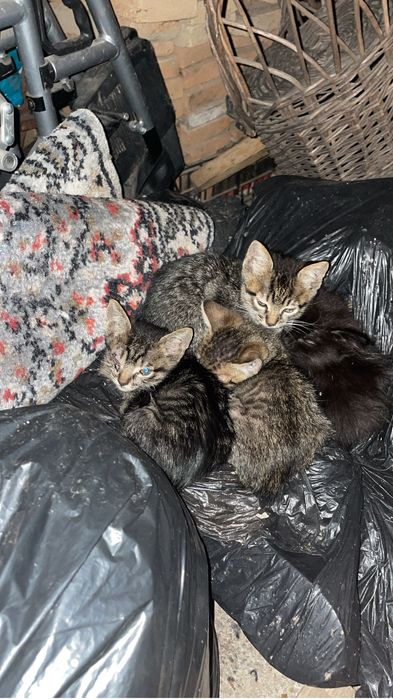 4 pisoi de adoptat
