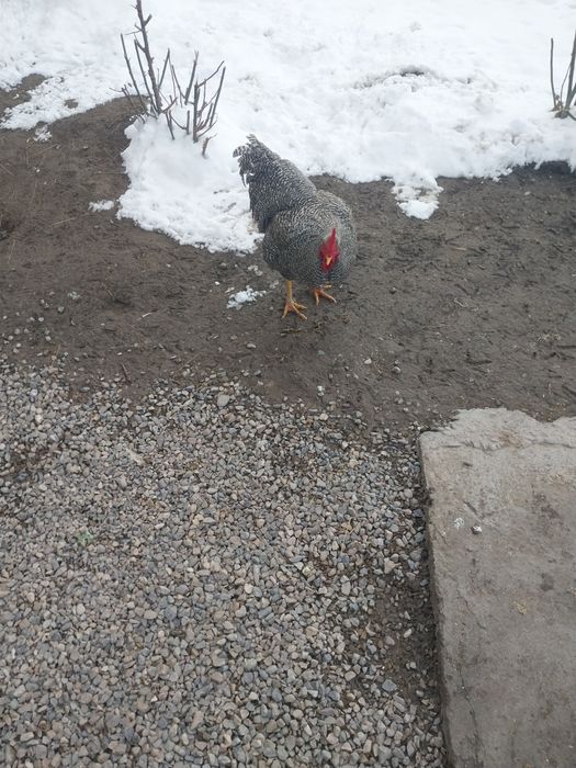 Амрокс Амрокс Амрокс