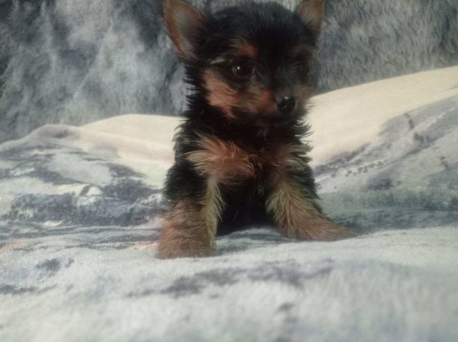 Йоркширский терьер девочка щенок.
