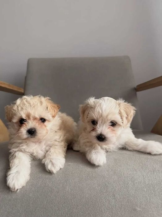 щенки мини мальтезе