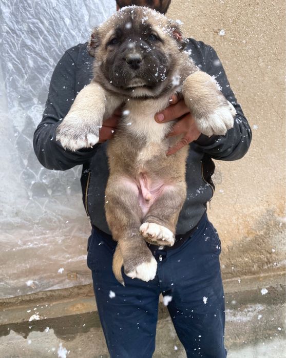 Щенок Турецкого Кангала ( чистокровный )