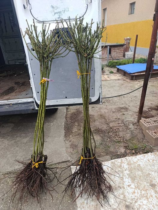 Trandafiri altoiți de vânzare – Diverse soiuri – Angro și Bucată