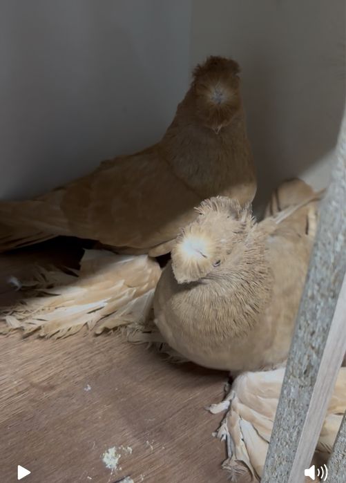 Голуби двух чубые самка и самец молодые Алматы