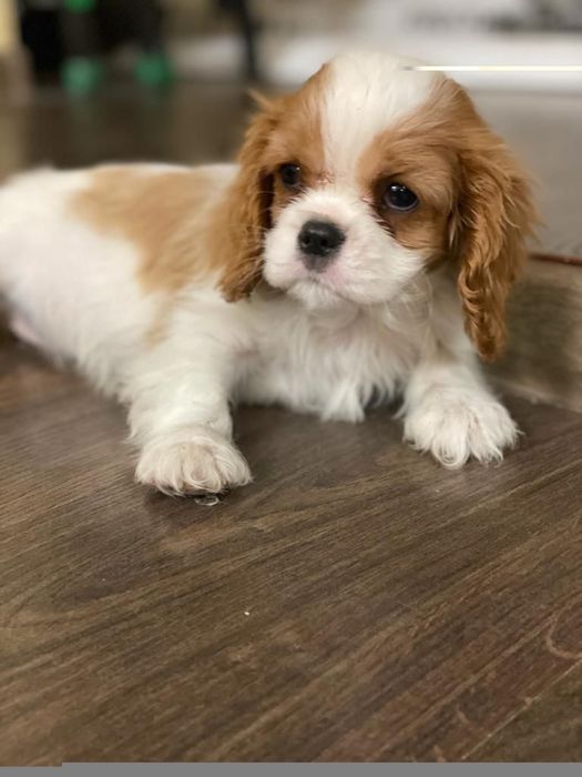 Кавалер кинг чарльз спаниель