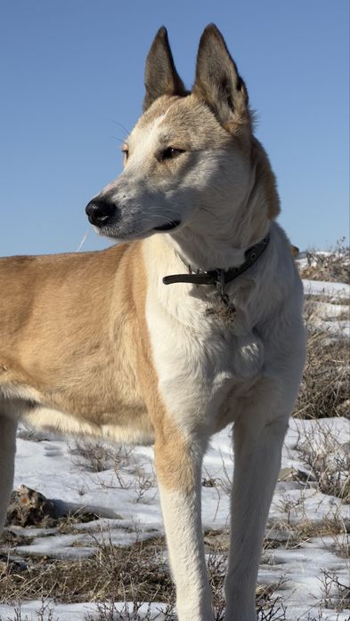 Лайка мошный