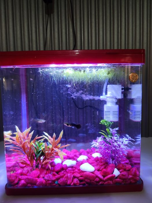 Xitoy akvarium 12l