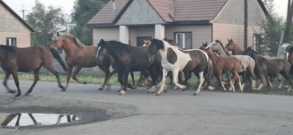 Продаю кобыл жеребцов и жеребят