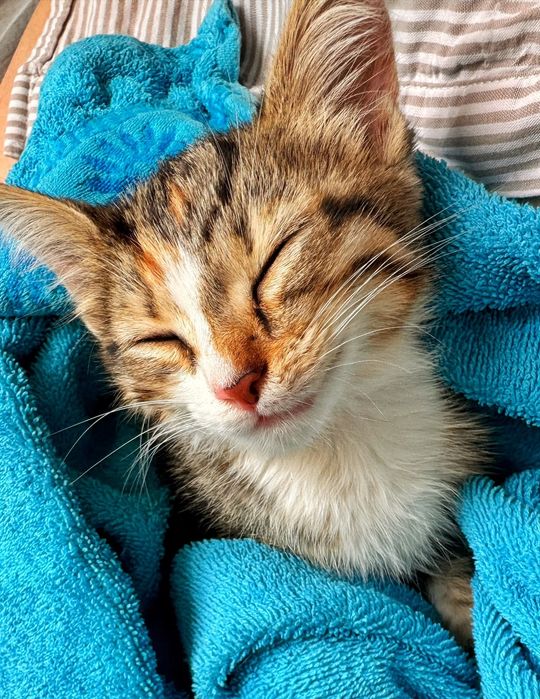 Отдам котёнка в добрые руки