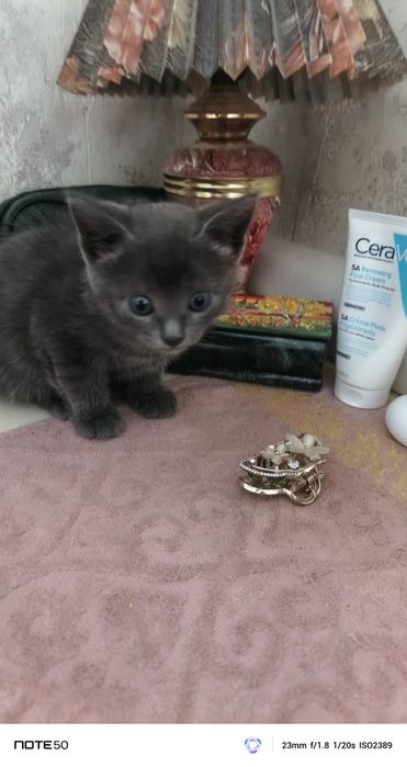 Отдам котят в добрые руки