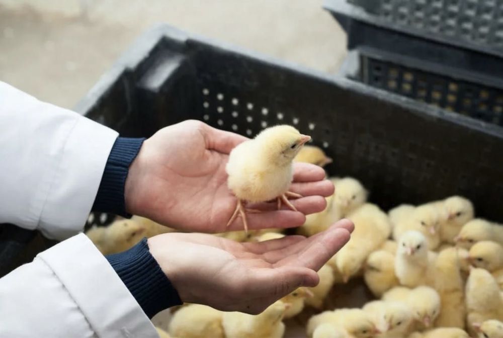 Яйцо инкубационный бройлера