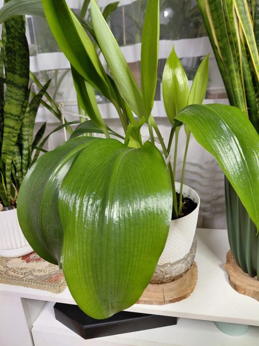 Комнатные красивые цветы