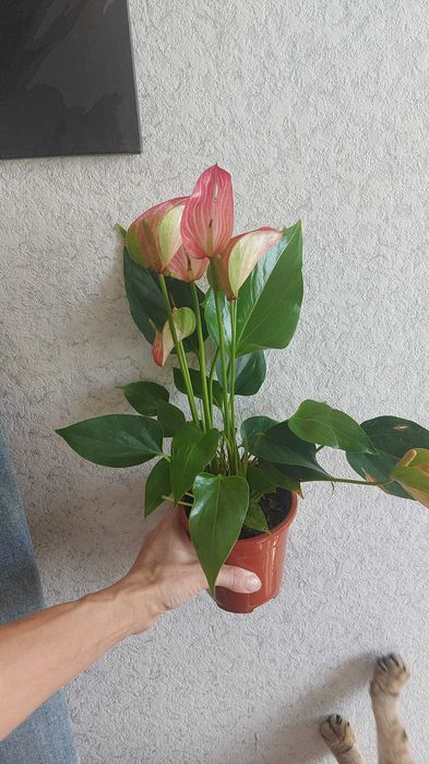 Продам  филодендрон Биркин