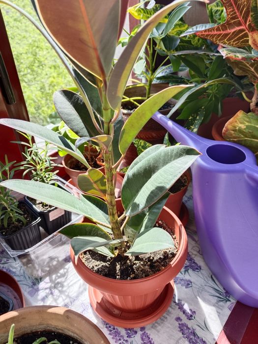 Продам куст и ростки размарина.