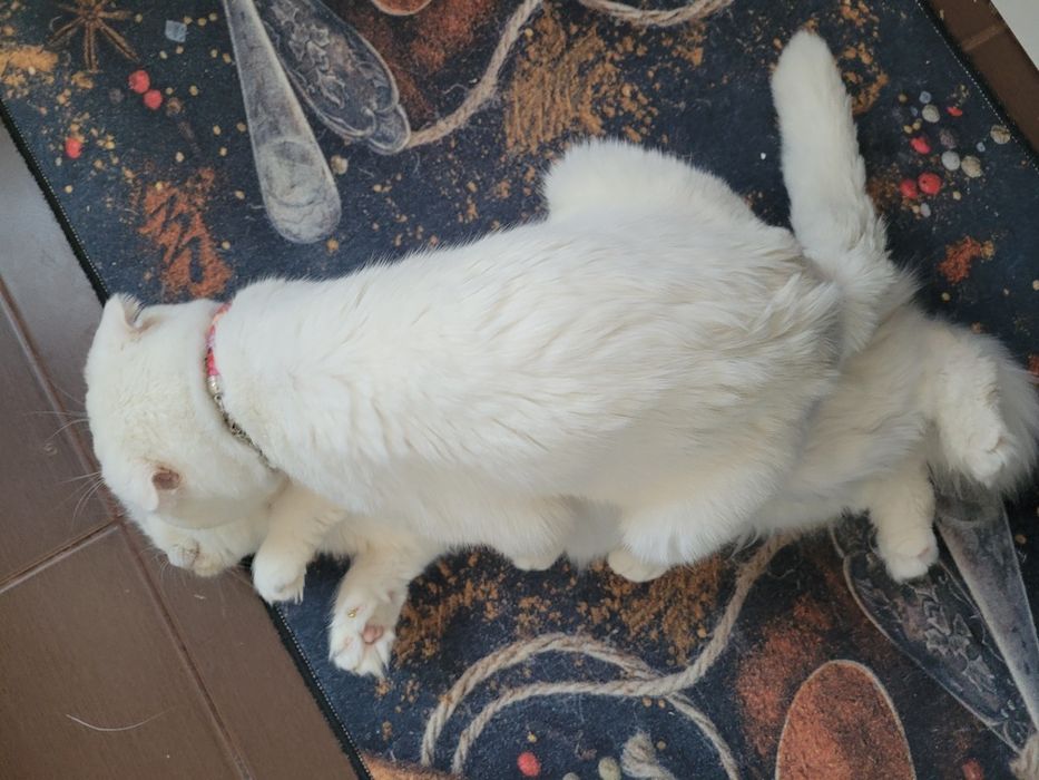 Вязка кот  шотландский вислоухий